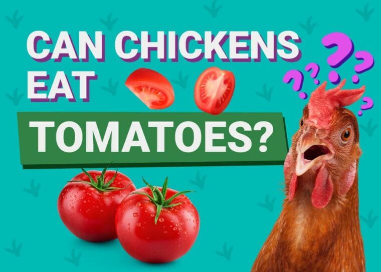 Can Chickens Eat_tomatoes