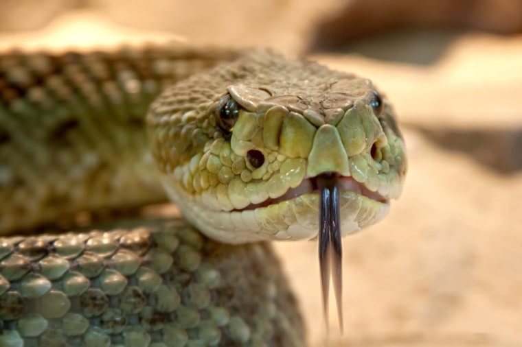 Rattle Snake- Pixabay
