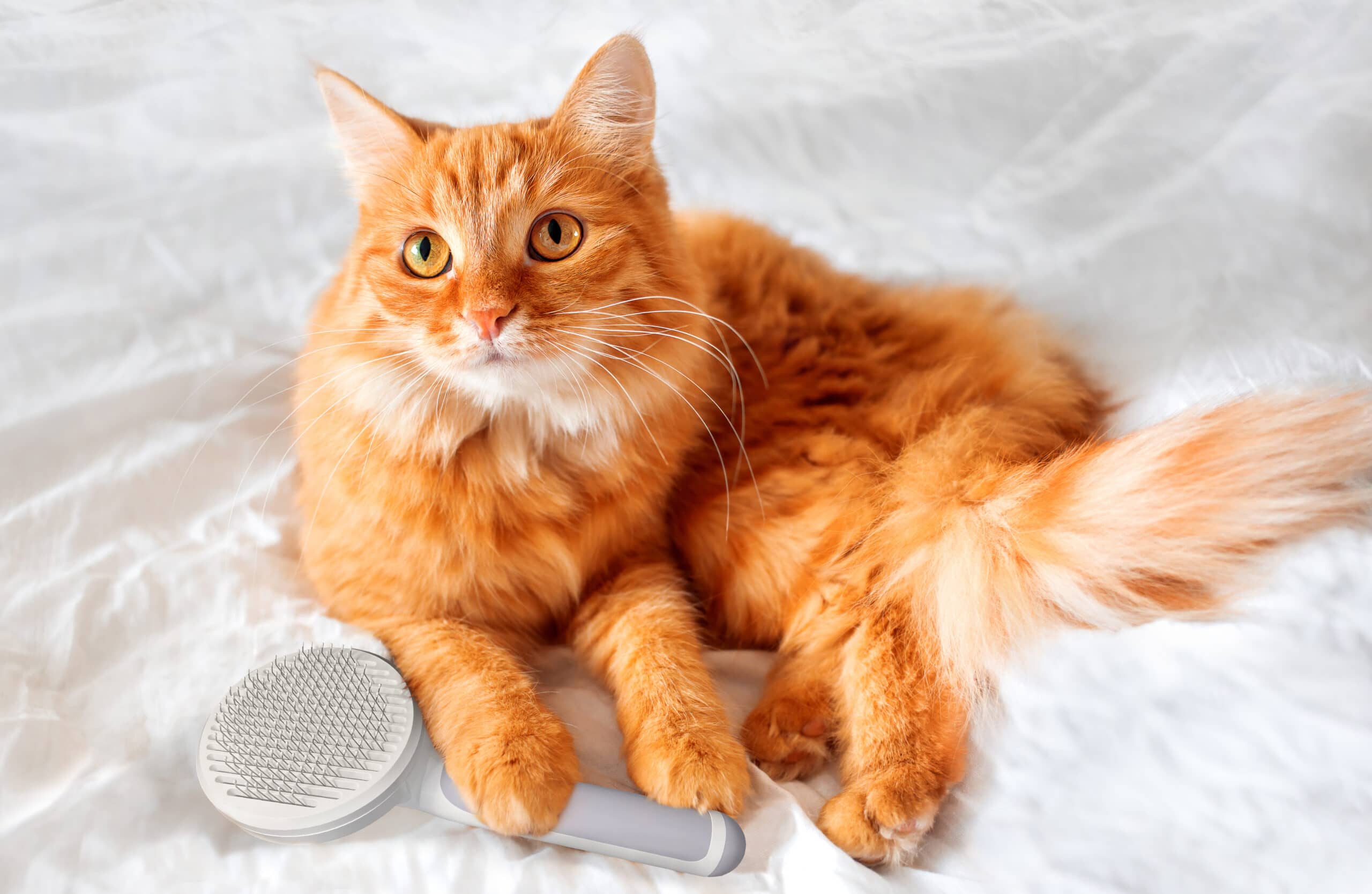 fluffy orange cat with hepper Brush on Bed