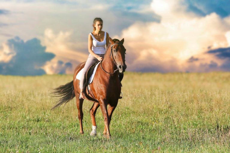 9 Best Horse Insurance Providers in 2024 Reviews & Comparisons Pet Keen