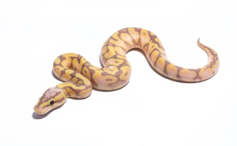 Scaleless Ball Python on white background