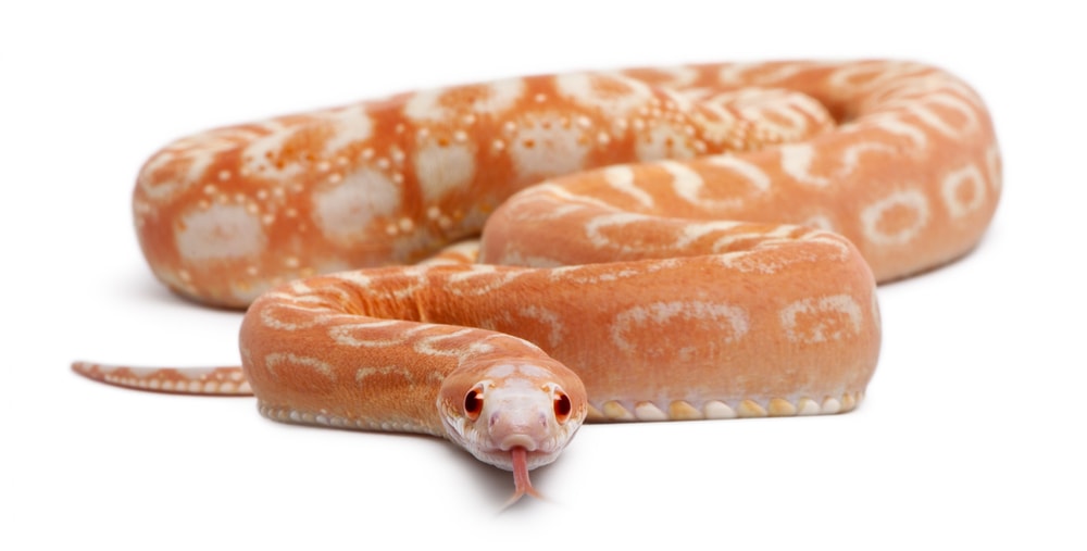 Scaleless Corn Snake