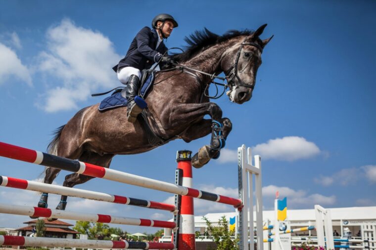 Show Jumping horse