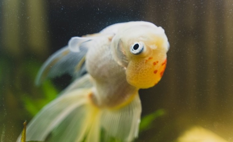 sick goldfish swims upside down