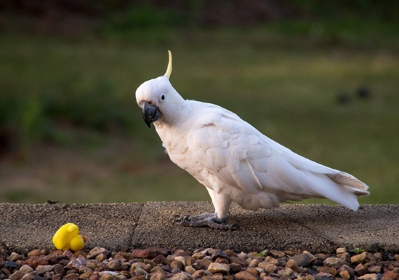 sulfur crested cockatoo ritual