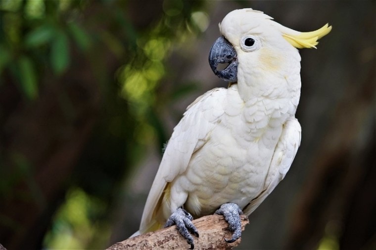 Sulphur-Crested Cockatoo Bird