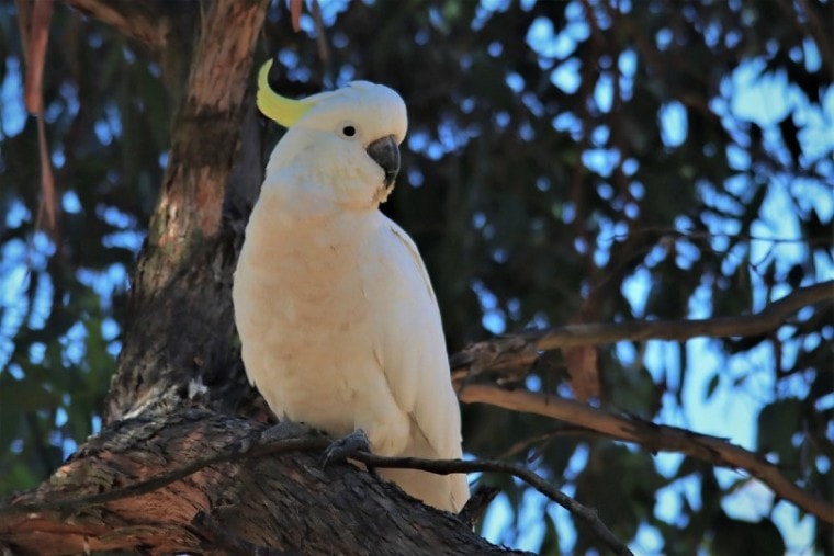 Sulphur-Crested Cockatoo Bird on a tree branch