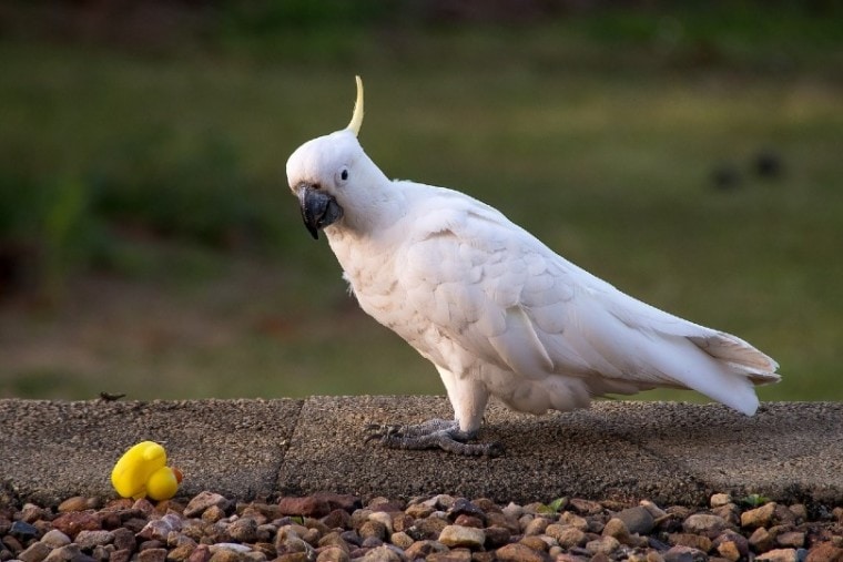 Sulphur-Crested Cockatoo playing toy outside
