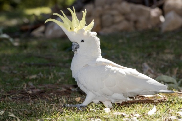 Sulphur-crested cockatoo with crest erect