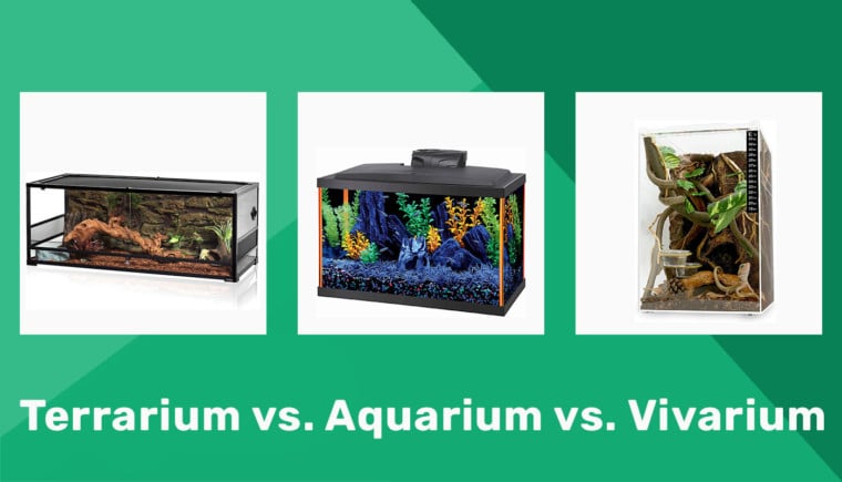Terrarium vs. Aquarium vs. Vivarium featured image 2