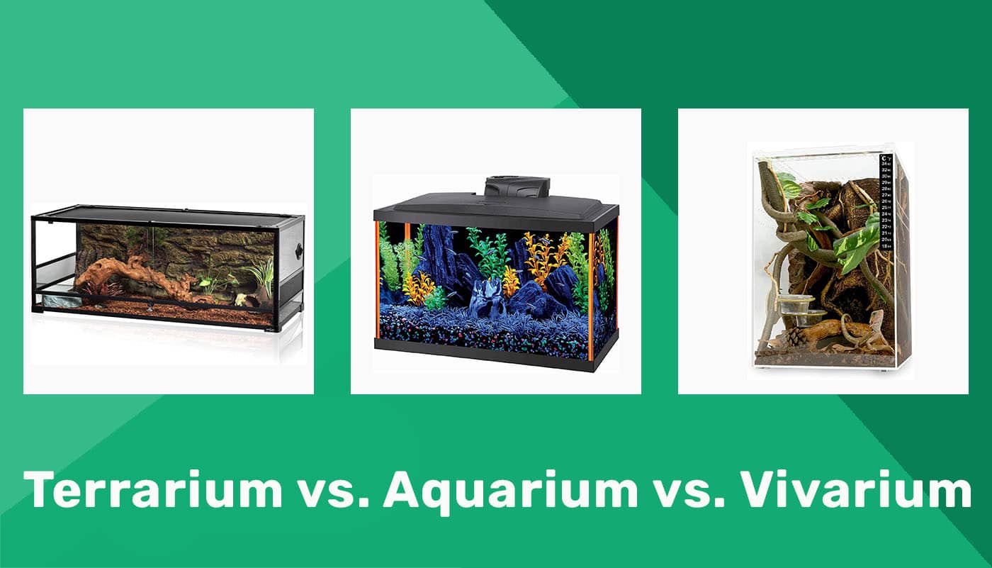 Persoonlijk Machtig winnaar Terrarium vs. Aquarium vs. Vivarium: The Differences Explained | Pet Keen