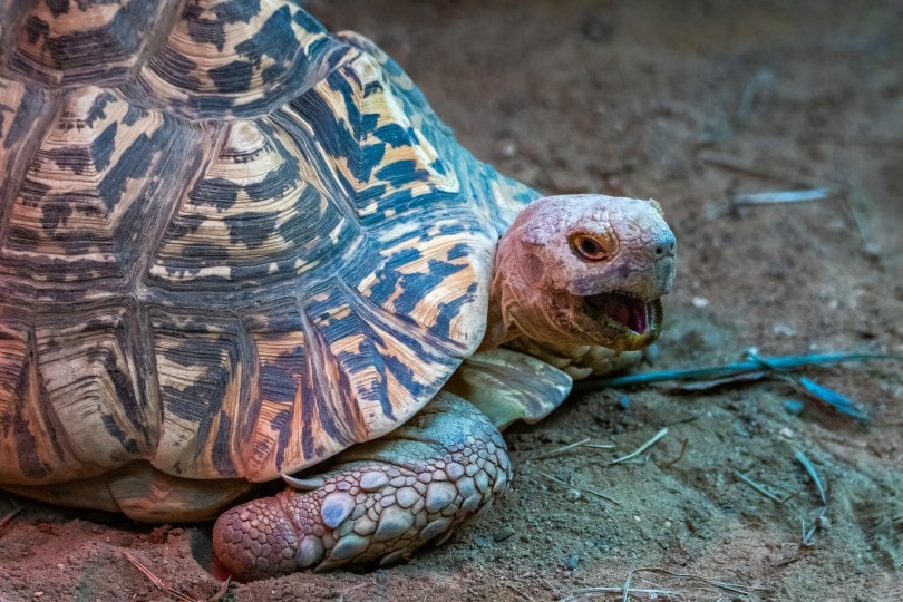 2 Reasons Why Your Pet Turtle Is Hissing | Pet Keen