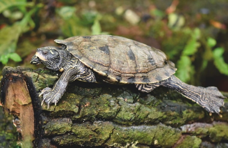 Turtle on top of a log