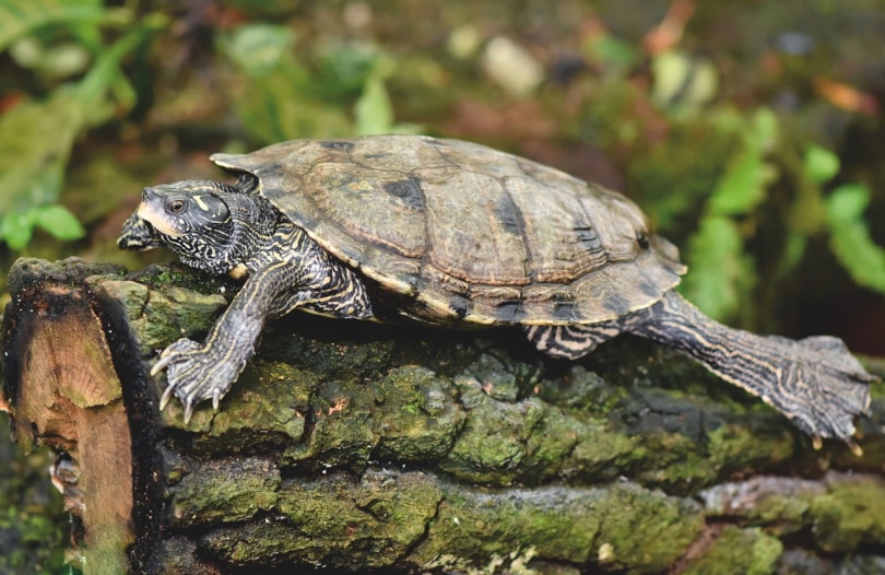 Turtle Facts You Never Knew (2023) Turtle on top of a log