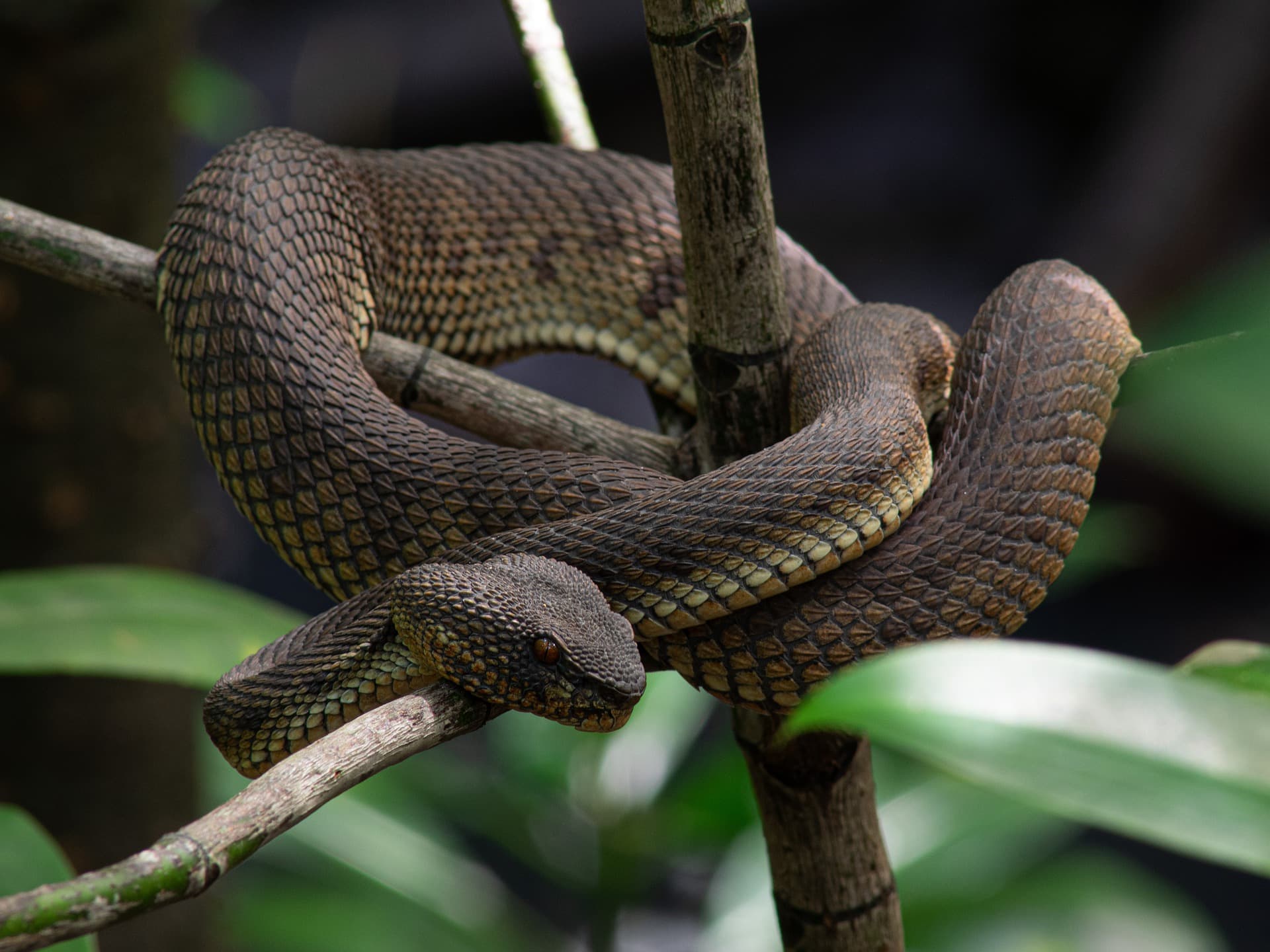 11 Snakes That Give Live Birth Like Mammals (With Pictures) Pet Keen