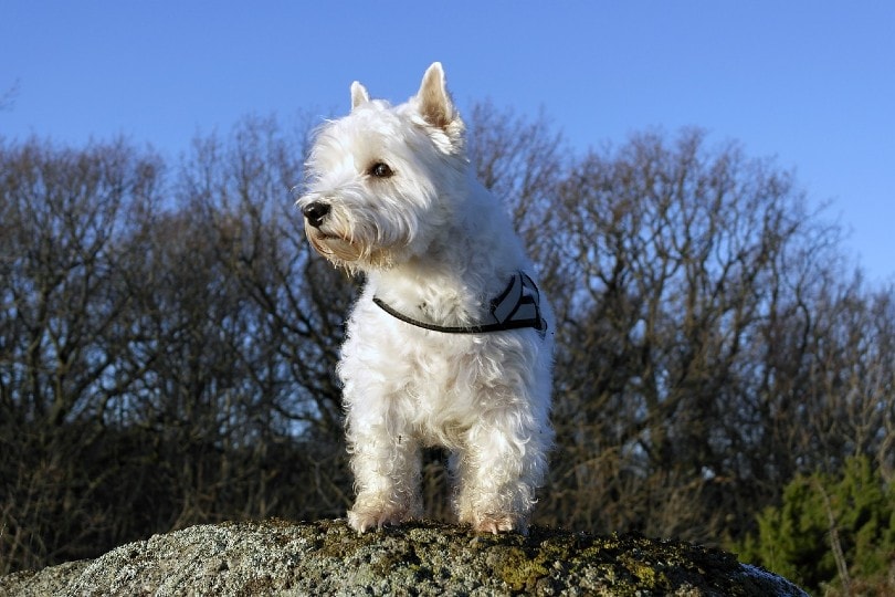 West Highland White Terrier standing on rock