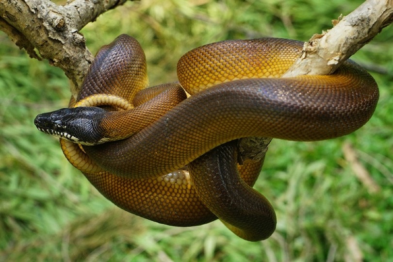 White Lipped Python on tree branch - Beautiful Snakes