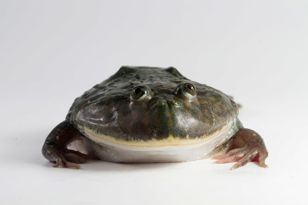 a budgett's frog