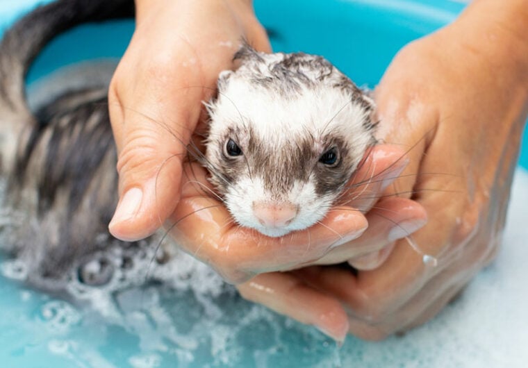 a ferret enjoying an indoor bath