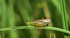 Do Grasshoppers Make Great Pets? Types, Facts, Pros & Cons | Pet Keen