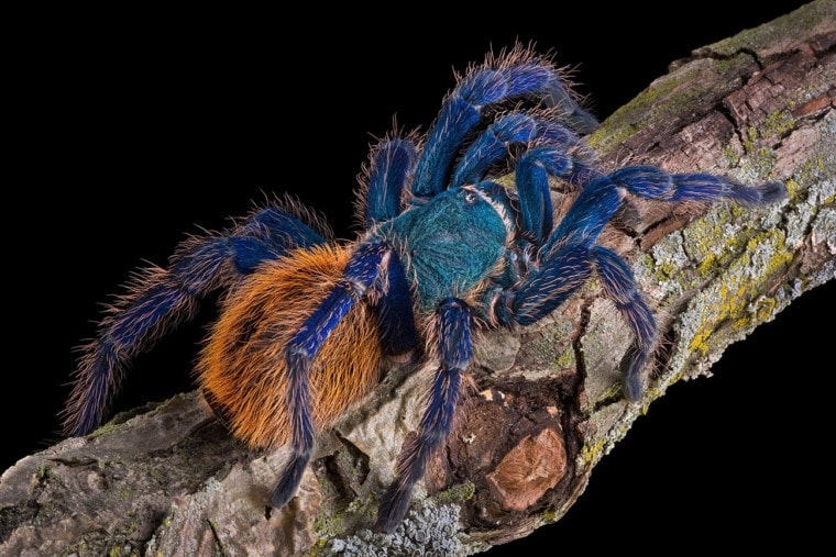 A Green bottle blue tarantula