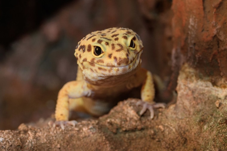 a Leopard gecko