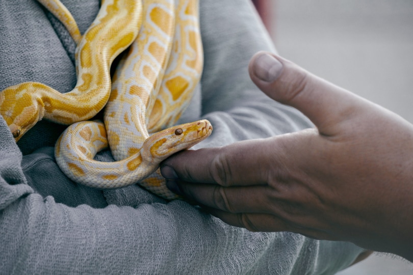 albino ball python in mans hand