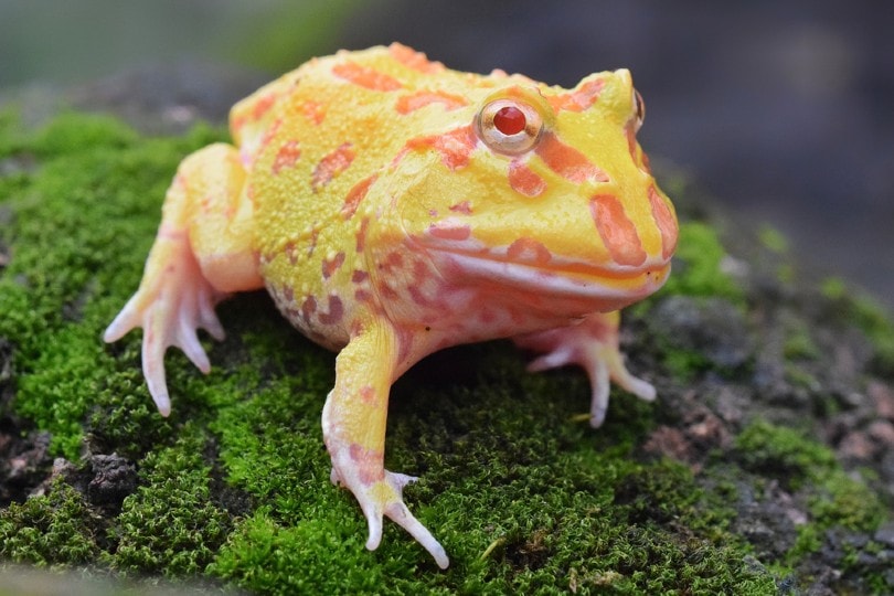 Albino Pacman Frog: Info & Care Guide for Beginners (with Pictures) | Pet  Keen