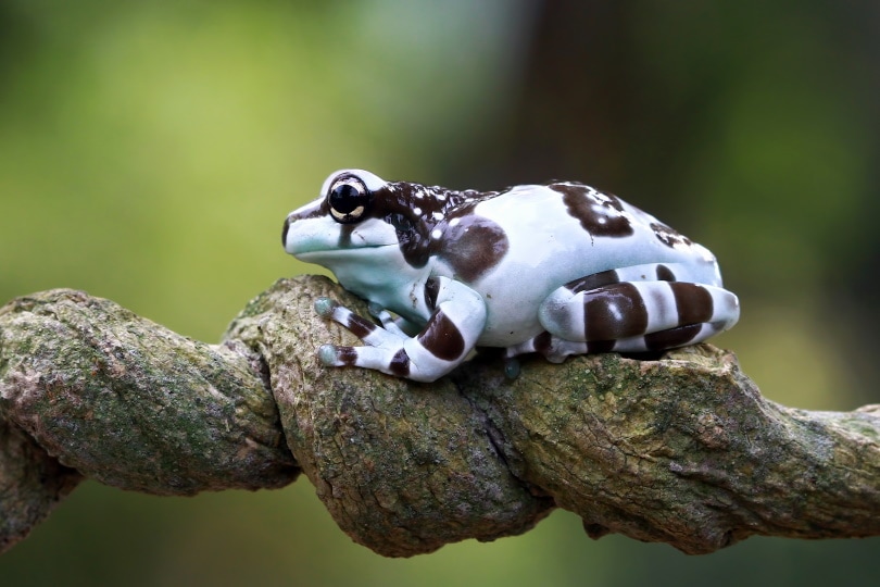 The Happiness-Inducing Cute Frogs (2022) amazon milk frog_Kurit afshen_Shutterstock