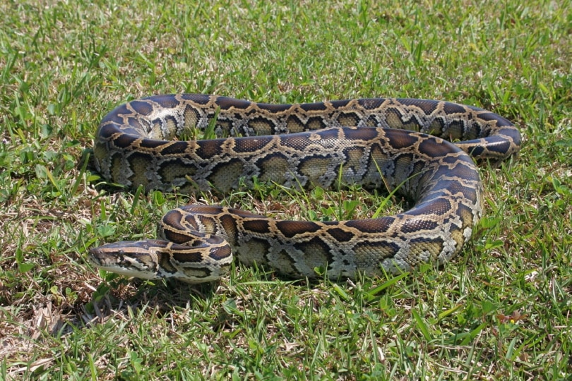 anaconda snake_Piqsels