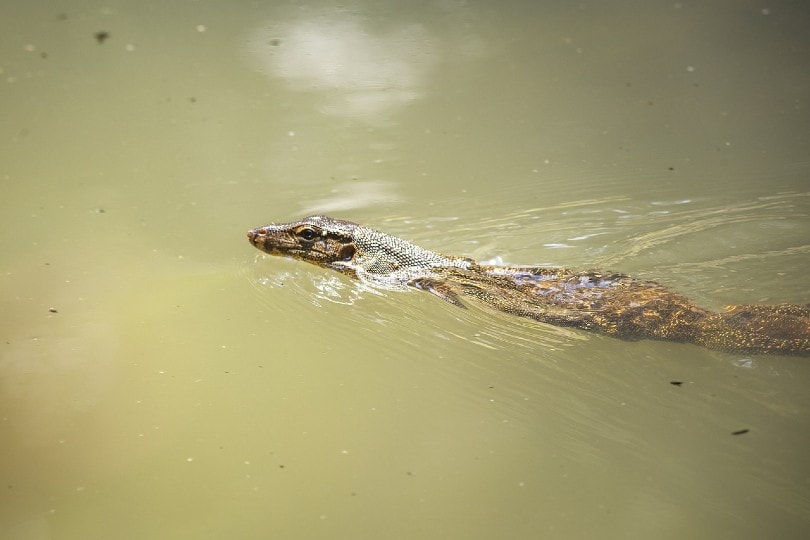 asian water monitor lizard swimming