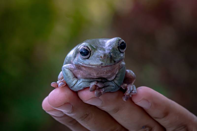 australian green tree frog sitting on a man's finger