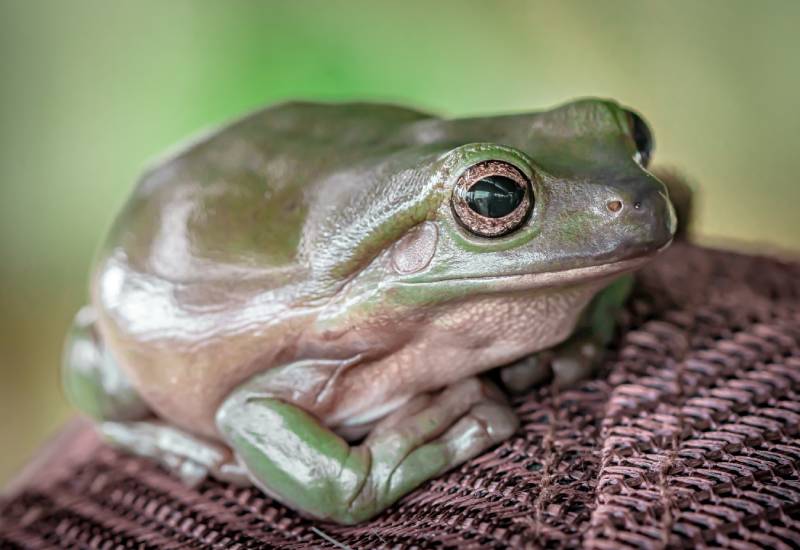 australian green tree frog sitting