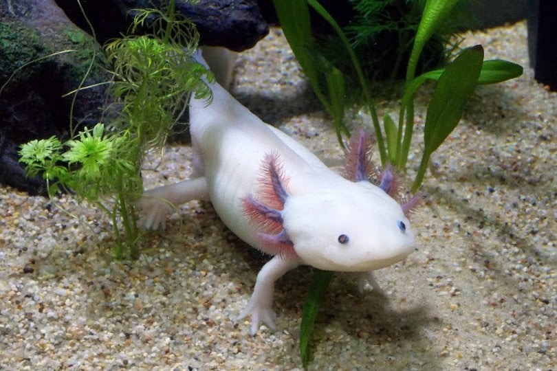 axolotl swimming