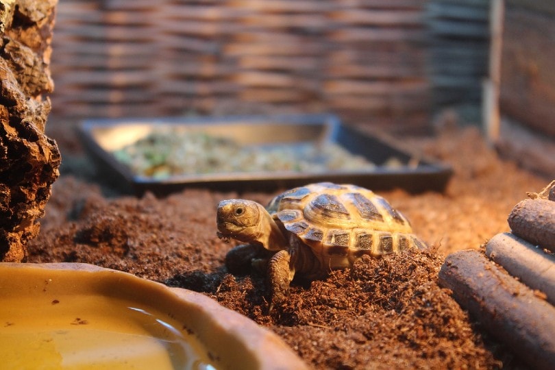 baby turtle inside tank