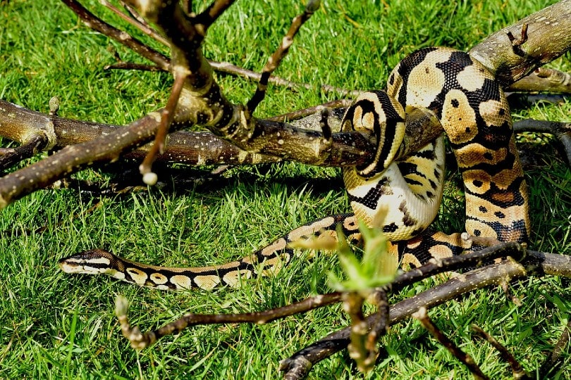 ball python curling on tree branch