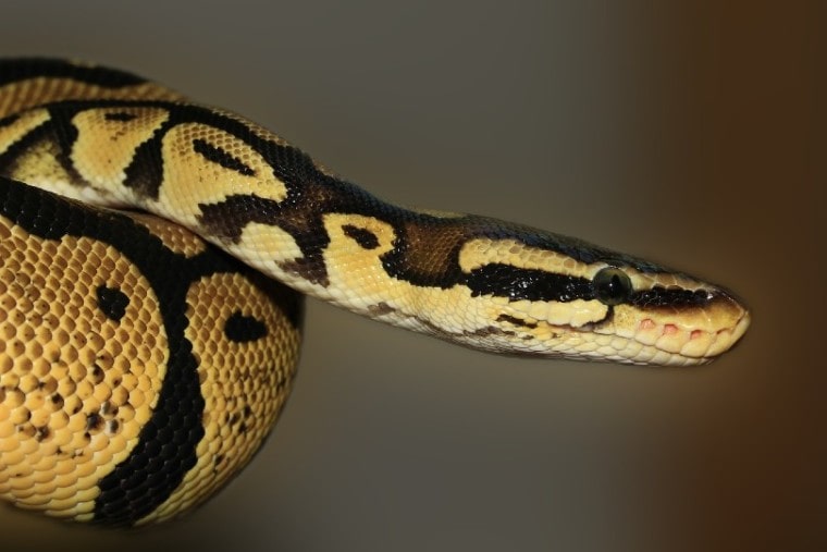 ball python side view