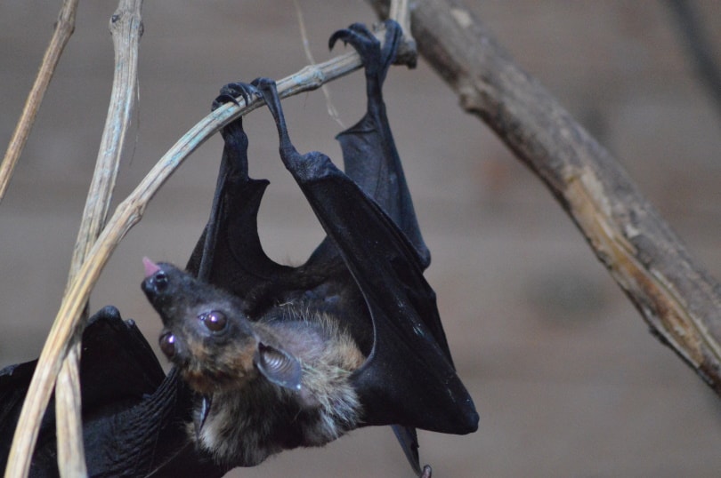 Do Bats Make Great Pets? What You Need to Know! | Keen