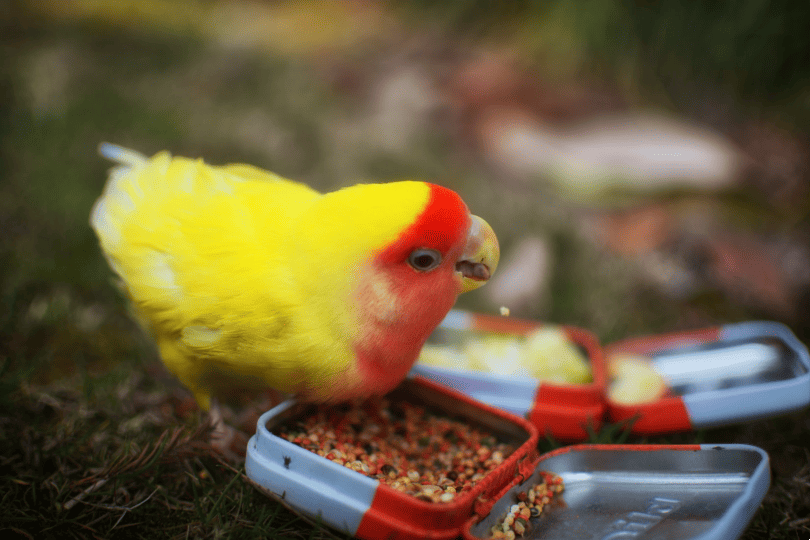 bird eating bird seed