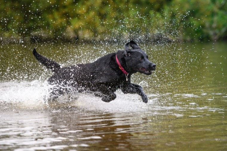 black labrador running on water