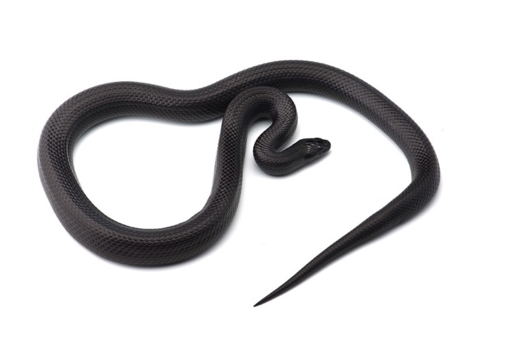 black milk snake