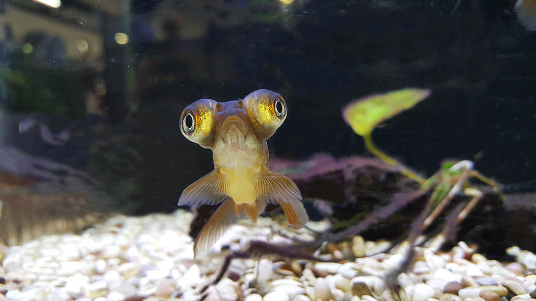 black pop-eyed goldfish
