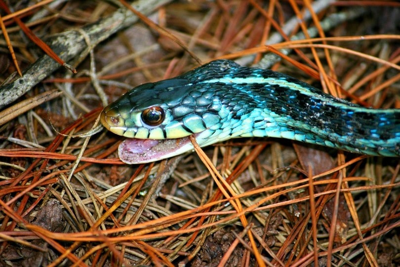 Garter Snake Morphologies and Colors (2022)  blue morph garter snake