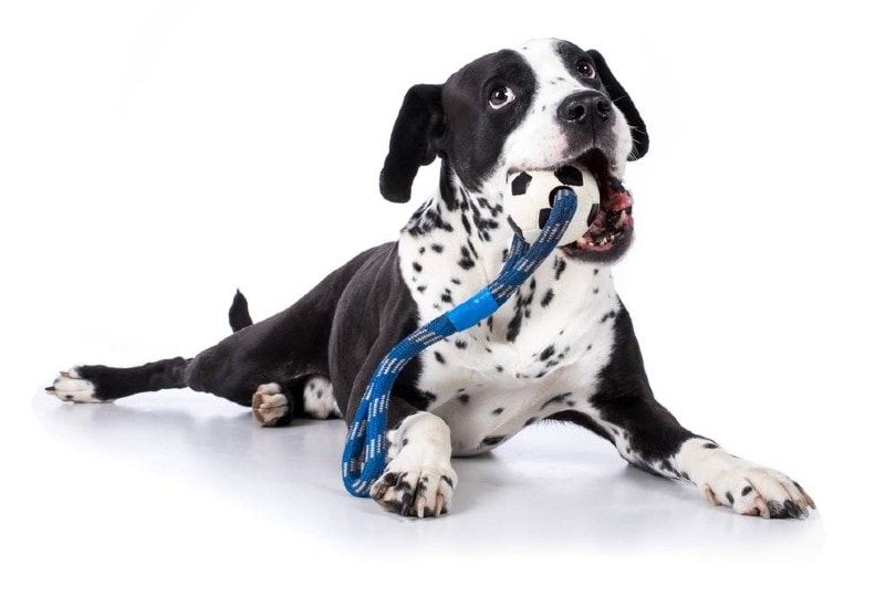 boxer dalmatian mix chewing toy