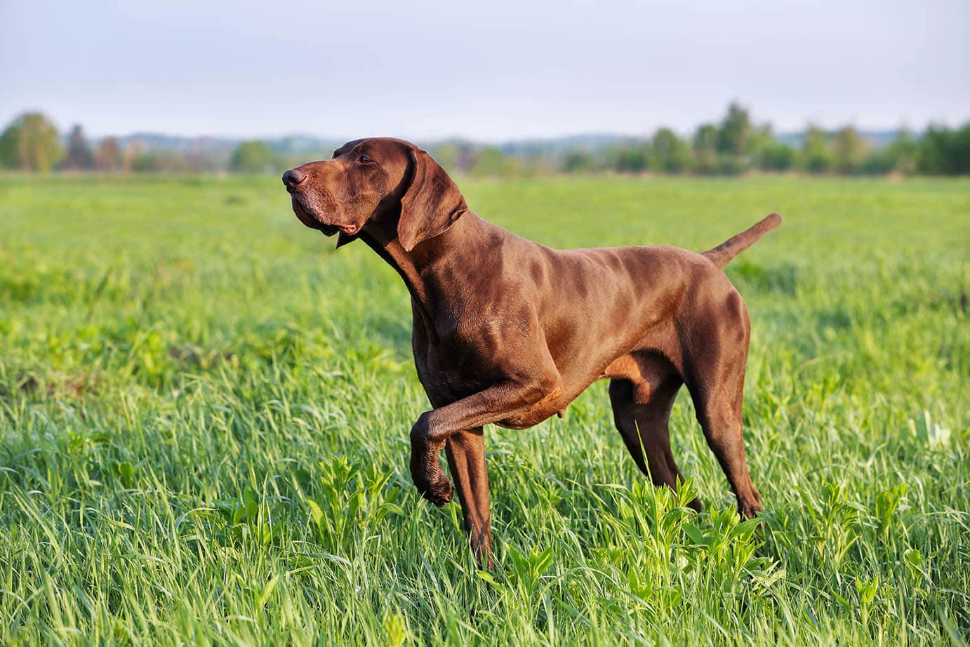 Brown German Shorthaired Pointer hunting