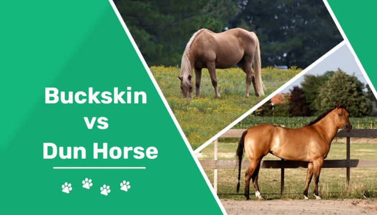 buck skin vs dun horse