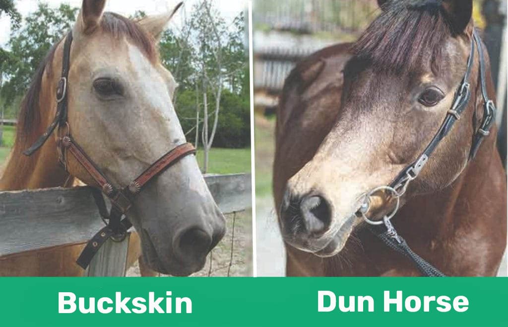 buckskin vs dun horse comparison