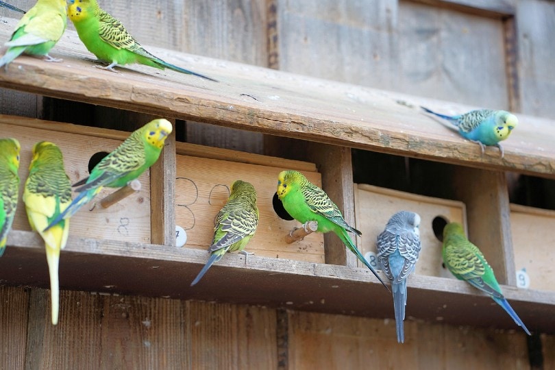 budgies in aviary cage