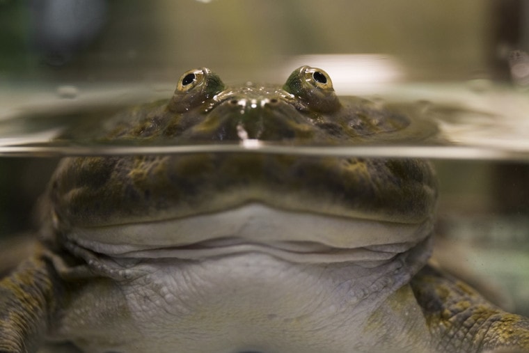 budgett's frog in the water