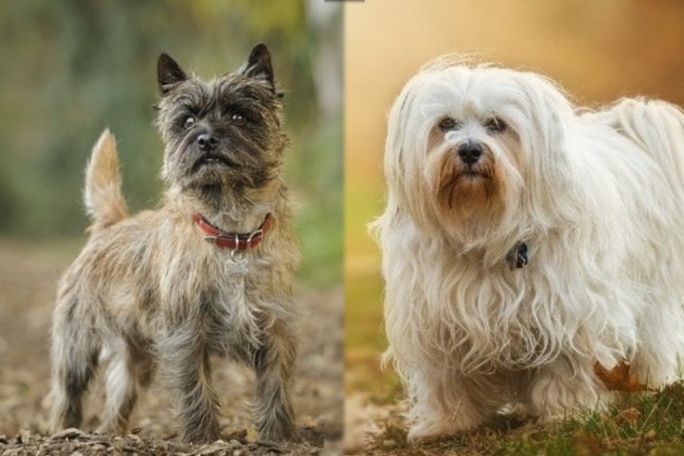 cairn terrier and havanese on ground
